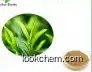 High quality Green Tea Extract