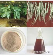 High quality Ginseng Extract
