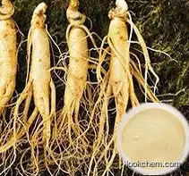 High quality Ginseng Extract