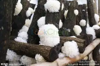 Hot sale factory supply directly 100% natural Tremella Fuciformis Extract