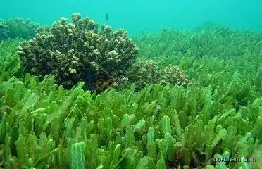 Seaweed Extract