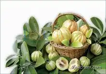 Hot sale factory supply 100% natural Garcinia Cambogia Extract