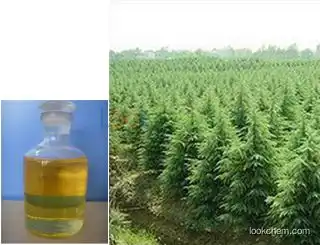 High quality Armoise oil with best price