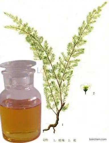 High purity Baeckea Frutescens Oil with good quality