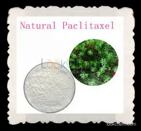 Chinese Yew Extract 100% Natural Paclitaxel