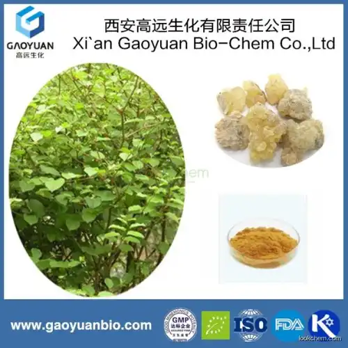Natural Organic Frankincense Extract with Masticinic Acid by Chinese Supplier Gaoyuan Factory