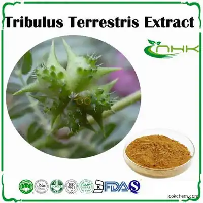 Natural tribulus terrestris extract saponin powder(8047-15-2)