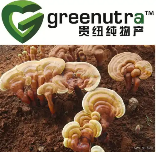 reishi mushroom extract Ganoderma Lucidum P.E.