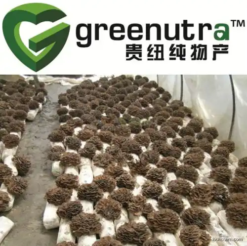 high quality Maitake extract  Manufacturer