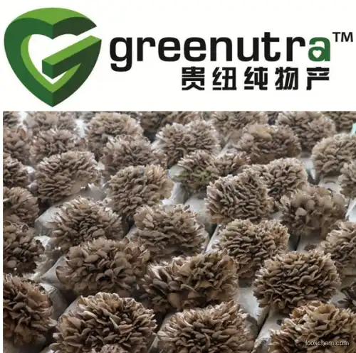 high quality Maitake extract  Manufacturer