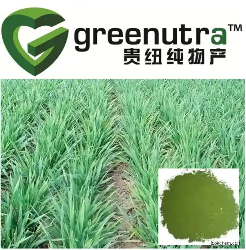 Barley Grass Straight Powder