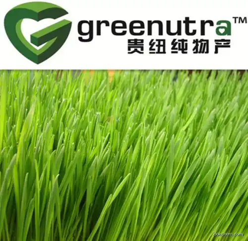 hihg puriry Wheat grass powder 84012-44-2  exporter