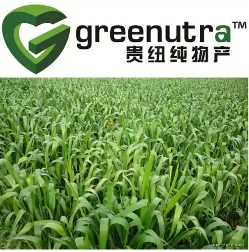 hihg puriry Wheat grass powder 84012-44-2  exporter