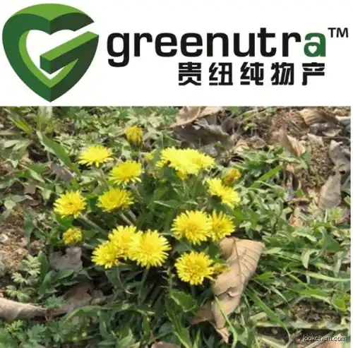 Top quality  68990-74-9 Dandelion extract in regular stock