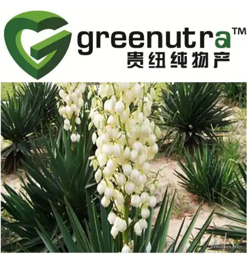 GMP High Quality yucca powder extract
