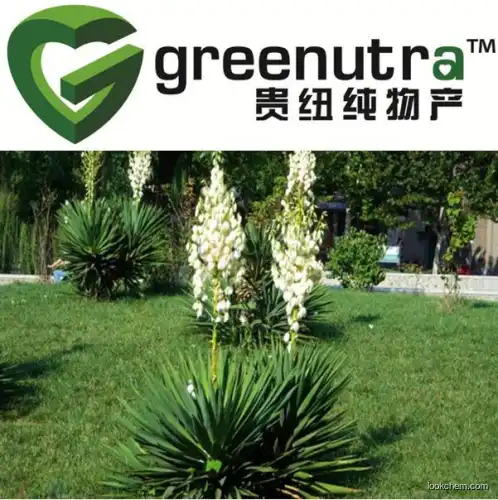 GMP High Quality yucca powder extract