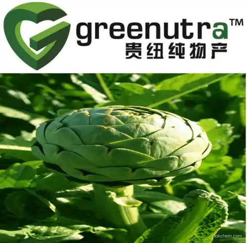 GMP Supplier artichoke leaf extract