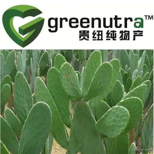 100%natural Hoodia Gordonii Extract,Manufacturer Hoodia Gordonii Extract,Manufacturer Supply High Quality Hoodia Gordonii Extract