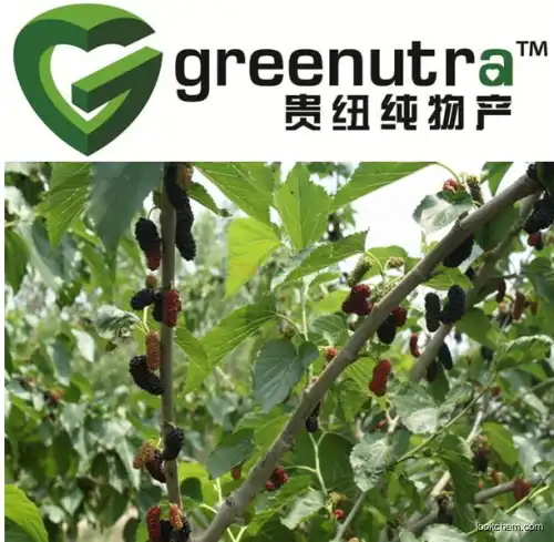 natural Mulberry Leaf Extract,hot selling Mulberry Leaf Extract,GMP Manufacturer Mulberry Leaf Extract
