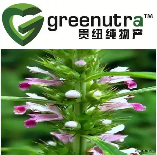 high quality motherwort herb extract