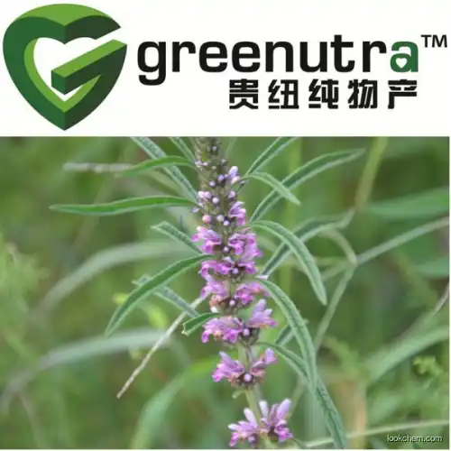 high quality motherwort herb extract