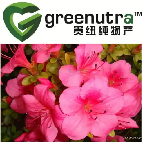 GMP supplying high quality rhododendron powder