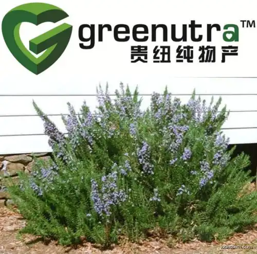 GMP High quanlity rosemary extract powder