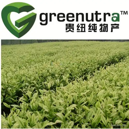White Tea Extract powder