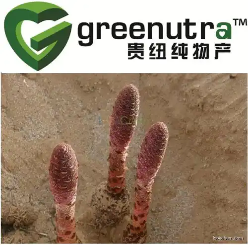 Songaria Cynomorium Herb Extract