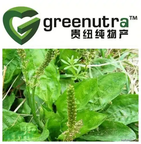 Best Selling Semen Plantaginis Extract,100% Semen Plantaginis Extract,Manufacturer Supply Semen Plantaginis Extract