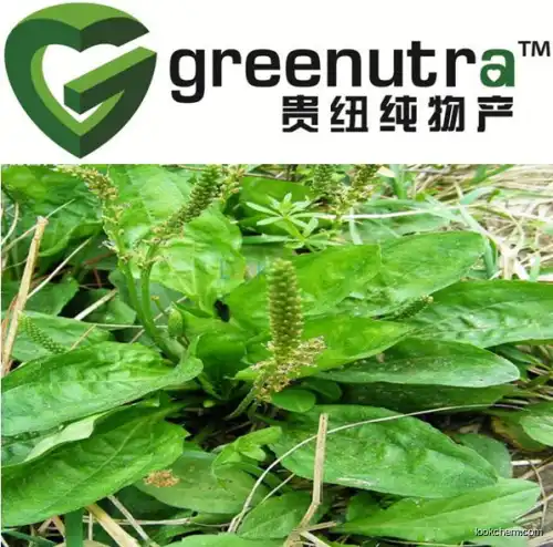 Plantago Herb Extract powder