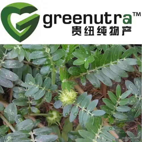 GMP Supply Caltrop fruit extract