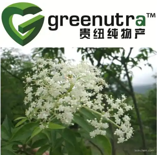 high quality Sambucus Williamsii Hance Extract,hot sell Sambucus Williamsii Hance Extract,GMPManufacturer Sambucus Williamsii Hance Extract