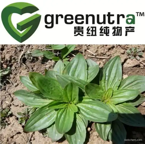 Plantago Lanceolata Extract