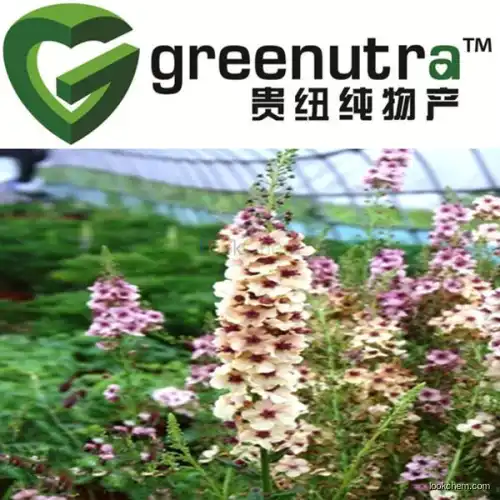 Verbascum Thapsus Extract/Mullein Extract