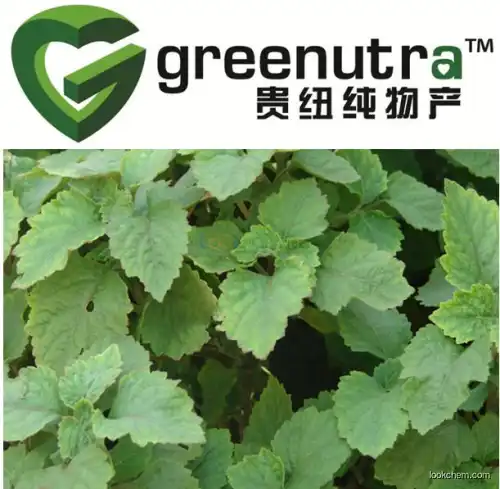 Pogostemon Cablin Extract/Patchouli Extract