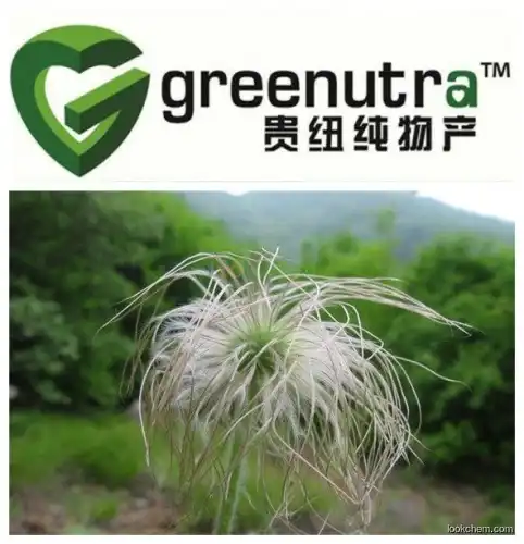 GMP Anemone Root Extract/Pulsatilla chinensis Extract