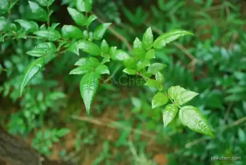 High Quality Vine Tea Extract Dihydromyricetin Powder in Bulk