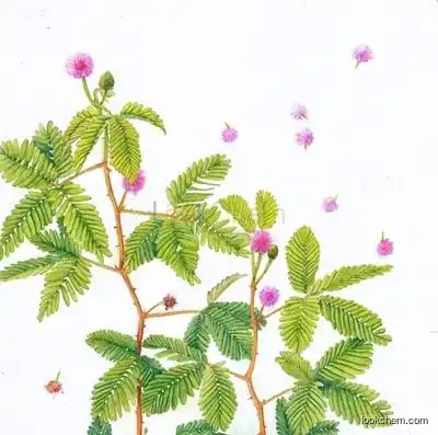 High quality factory supply directly natural plant Mimosa Pudica extract mimoside crocetin