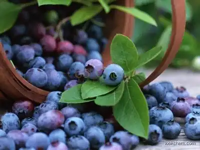 Blueberry Extract, Blueberry Extract Powder, Blueberry Fruit Extract,Anthocyanin