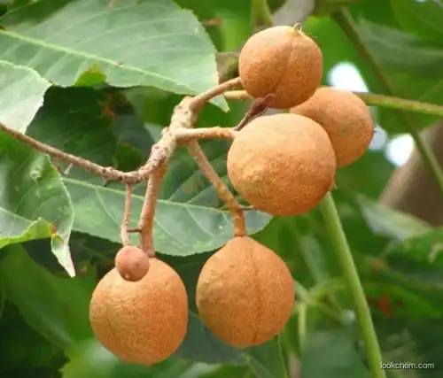 Natural Horse Chestnut Extract Aescin, Horse Chestnut P. E.