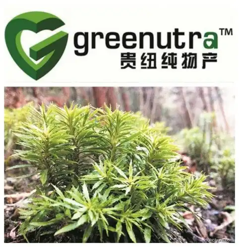 club moss extract Huperzine (HPLC)