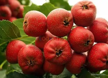 Supply high quality factory price of Hawthom fruit extract