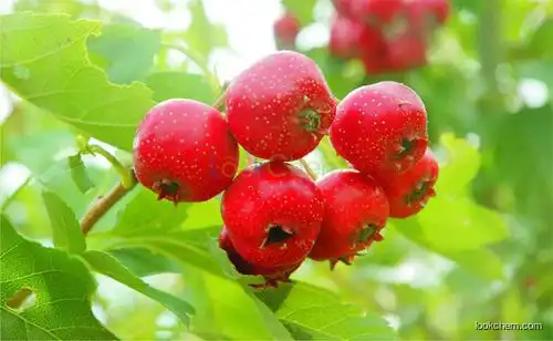 Supply high quality factory price of Hawthom fruit extract