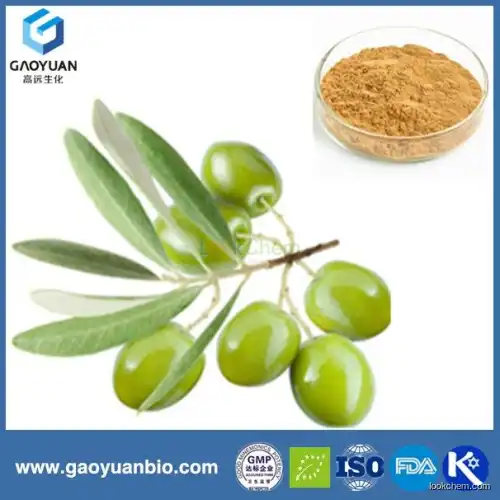 olive leaf extract powder with 100% natural