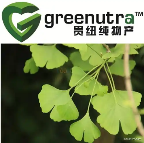 Stable offering best quality Ginkgo biloba extract 90045-36-6