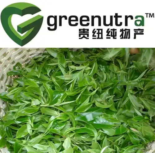 Quality guaranteed Green Tea extract 84650-60-2  in large stock