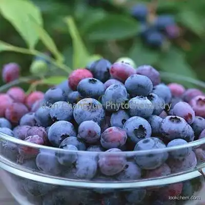 Bilberry Extract of Changyue