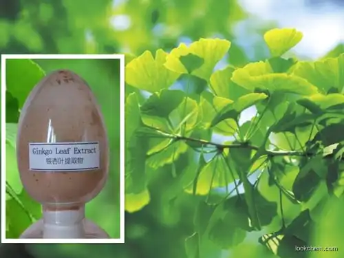 100% pure natural Ginkgo biloba Leaf extract 24% flavone Gingko Biloba L.