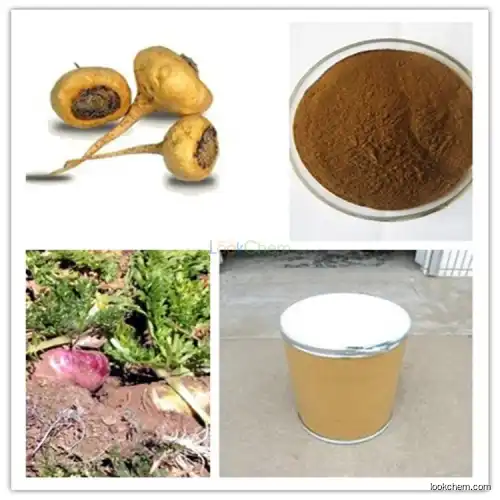 Factory supply maca extract powder with 40% macamides